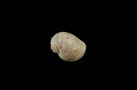 藏品(蝴蝶玉螺)的圖片